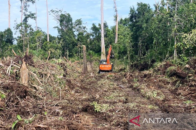 Apel Green: Kerusakan hutan gambut di Rawa Tripa Aceh capai 608,81 Ha