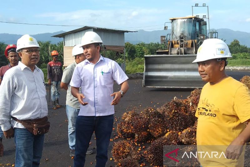 Harga TBS kelapa sawit di Aceh Barat Daya turun jadi Rp2.020 per kg