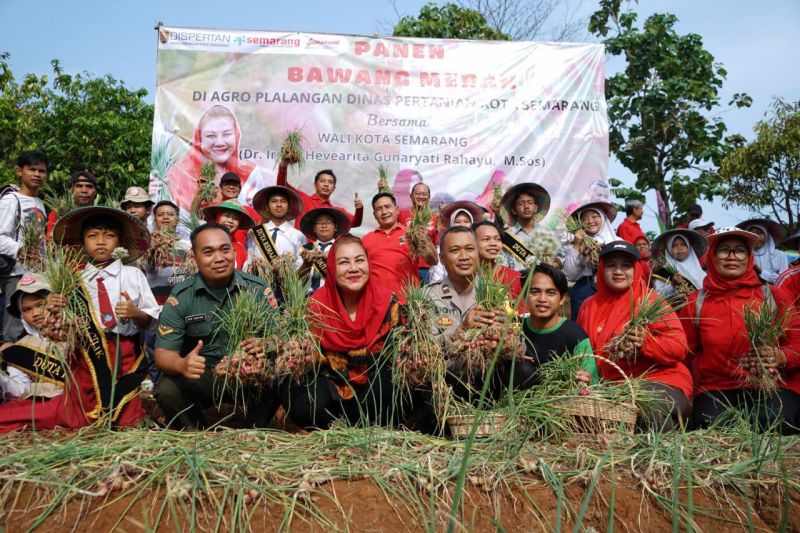Wali Kota Semarang panen 400 kg bawang merah hasil pertanian perkotaan