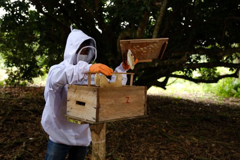 Kilang Sungai Pakning kembangkan eduwisata lebah madu hutan gambut