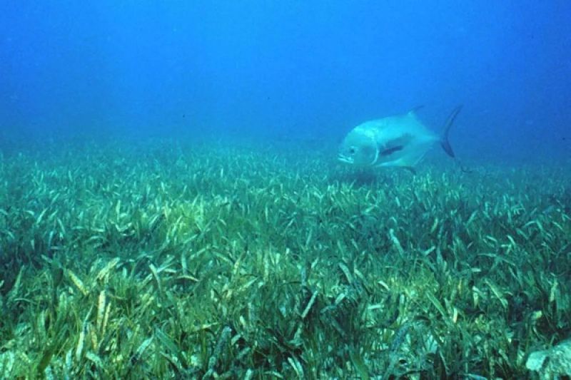 Kemenkop UKM dukung penanaman lamun untuk lestarikan ekosistem pesisir