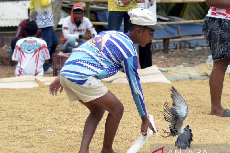 Melatih burung dara di masa libur sekolah