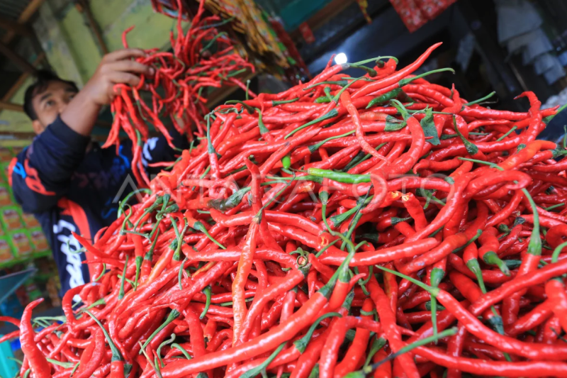 Harga cabai merah turun di Aceh Barat