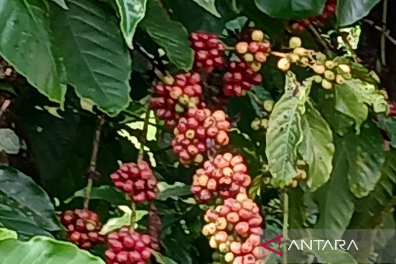 Hara kopi tinggi, Petani Temanggung diminta tetap jaga kualitas