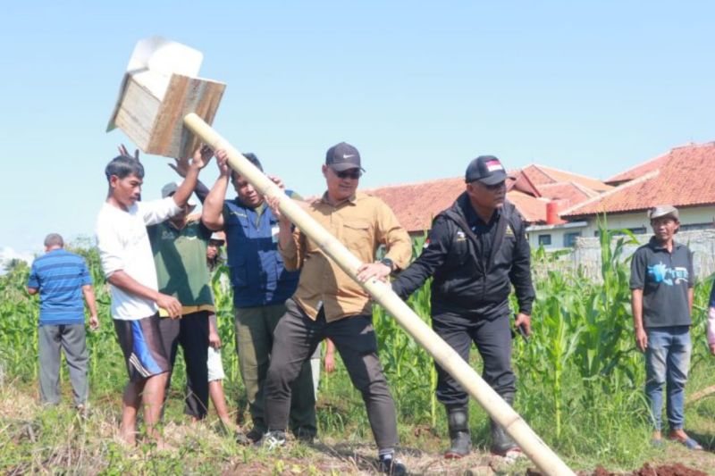 Program rubuha, cara Pemkab Kuningan kendalikan hama tikus