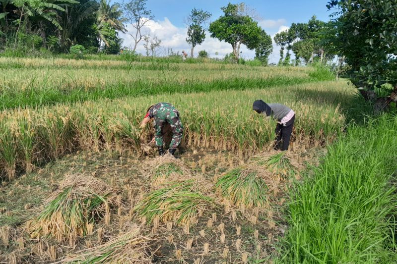 Pemkab Lombok Tengah bangun pabrik penggilingan padi