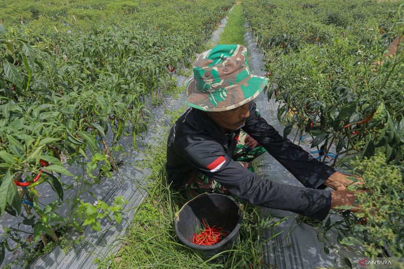 Berapa rata-rata penghasilan petani Indonesia? 