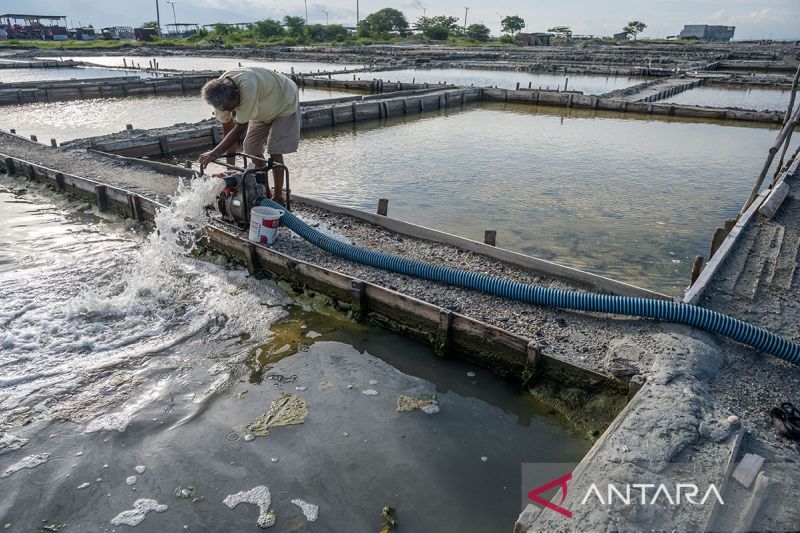 Produksi garam rakyat terhenti total di Palu