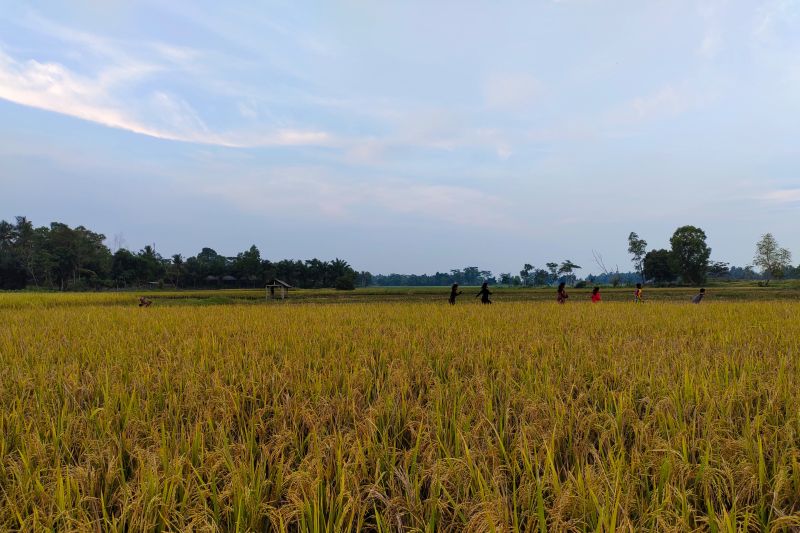 Pemprov Lampung targetkan luas panen 2024 capai 609 ribu hektare