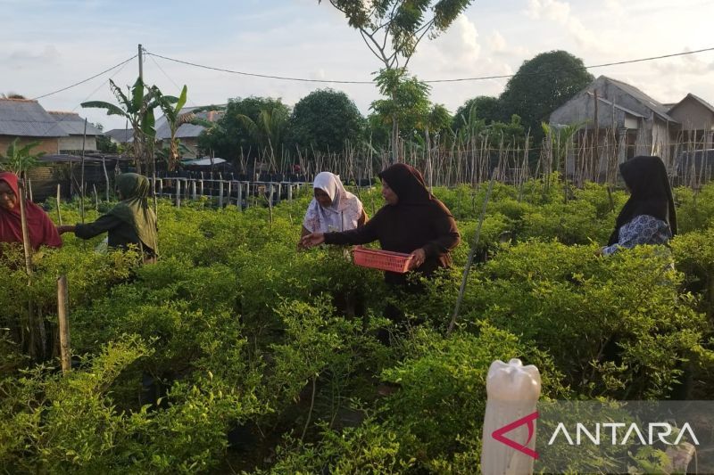 Bangka Selatan galakkan program pekarangan produktif 