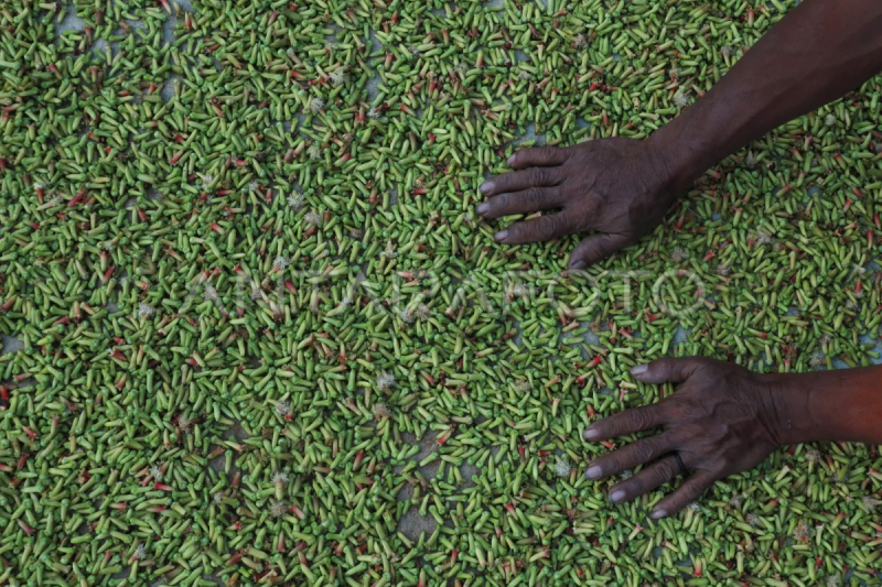 Harga cengkeh turun di tingkat petani