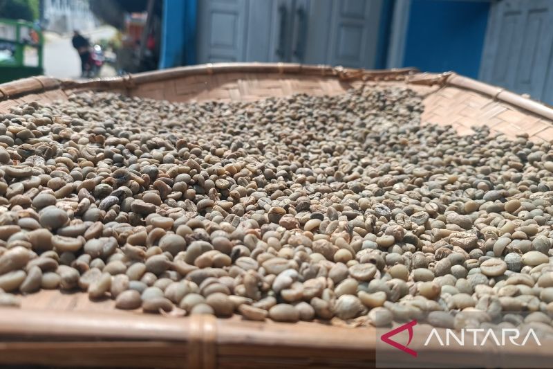 Wangi kopi yang menyejahterakan petani Sirukam