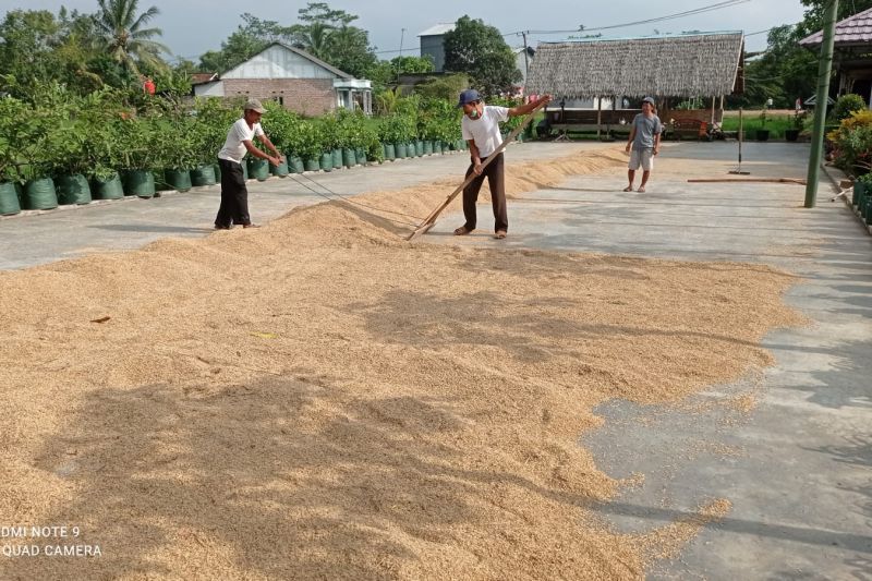 Harga gabah di Lebak tembus Rp7.500 per kilogram