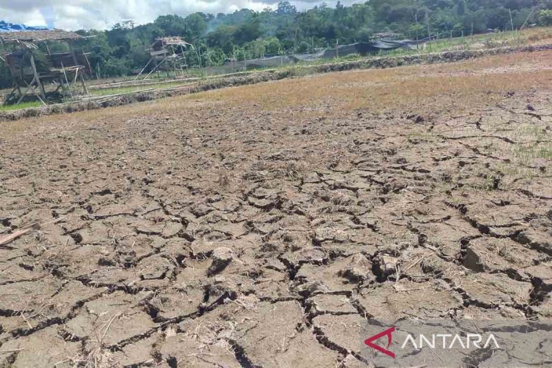 Pemkab Simeulue salurkan 71 pompa air bantu sawah kekeringan