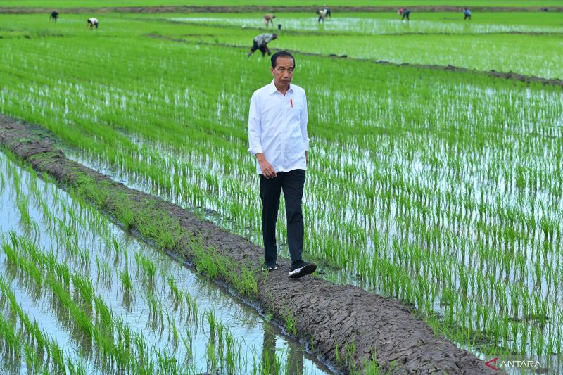 Presiden meninjau simulasi penyebaran pupuk dengan drone di Merauke