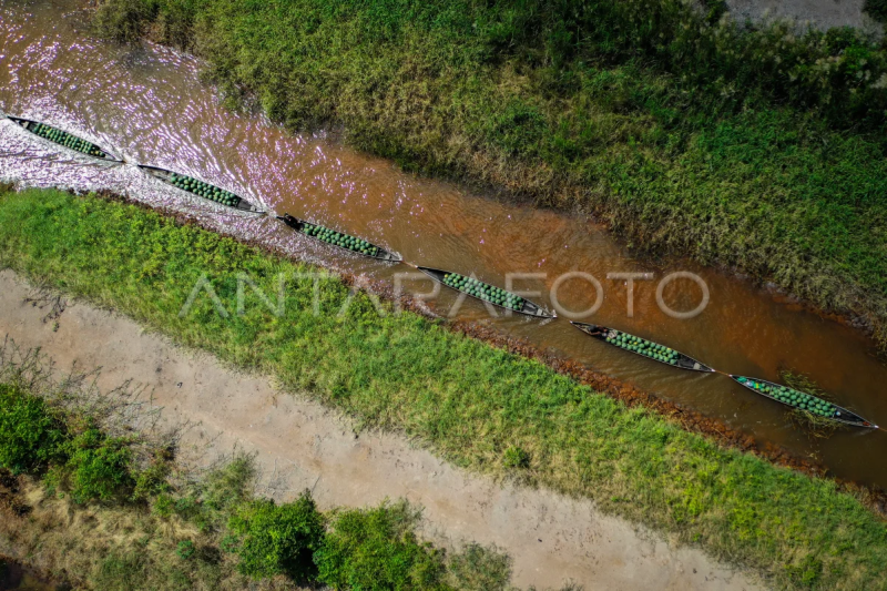 Panen semangka lahan gambut di Kalsel