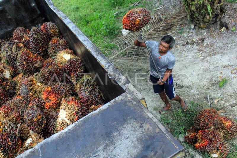 Kementerian ATR inventarisasi sertifikat lahan 537 perusahaan Sawit