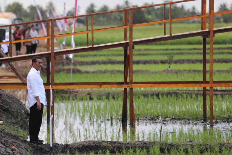 Kementan kembangkan varietas padi adaptif perubahan iklim di Merauke