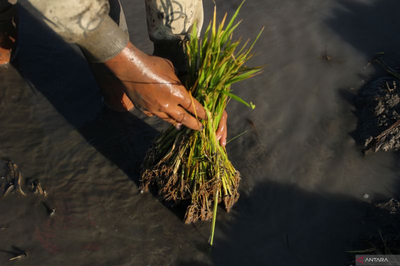 NILAI TUKAR PETANI NTT NAIK