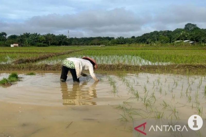 DKPP Tanah Bumbu sarankan petani percepat tanam antisipasi kemarau 