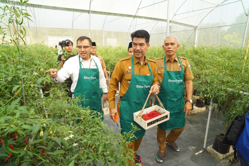 BI Jambi kembangkan penanaman cabai teknologi infratani di pesantren