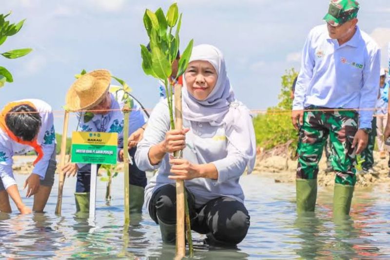 Khofifah ajak masyarakat lakukan aksi nyata pelestarian mangrove