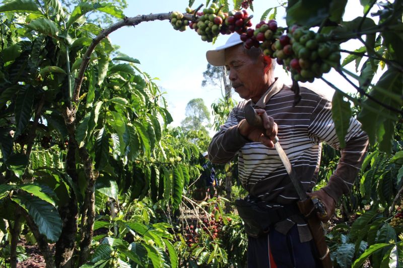 Mengenal komoditas kopi dan kebudayaan Lampung Barat