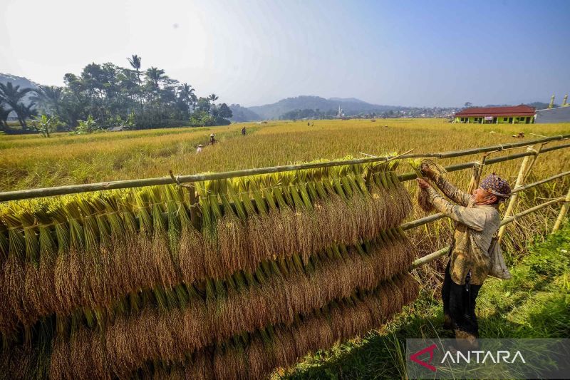 Tradisi panen raya padi masyarakat adat Kasepuhan Citorek