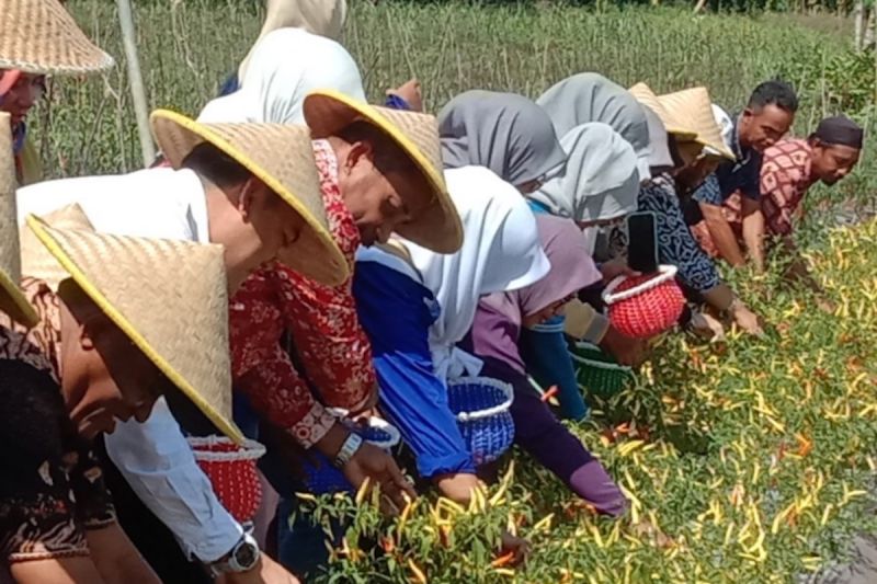 Pemprov Maluku membagikan bibit cabai bagi petani terdampak banjir 