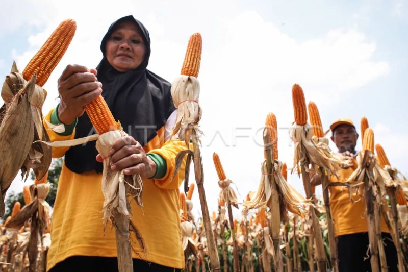 Pemerintah jamin lindungi hak kekayaan intelektual pemulia tanaman