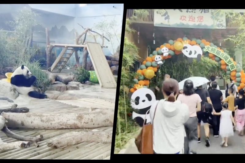 Panda raksasa kembar di Guangxi China rayakan ulang tahun ke-8
