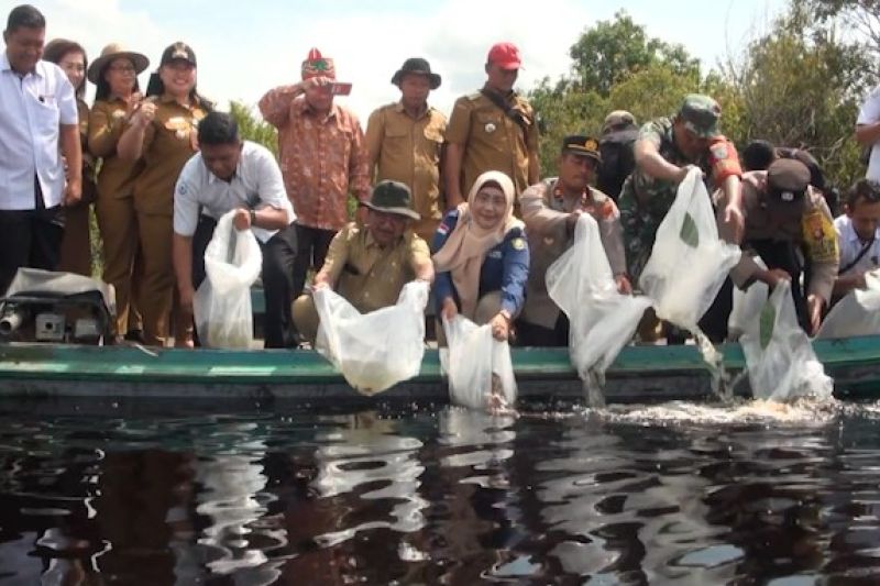 Palangka Raya lepas liar 100 ribu benih ikan betok untuk sumber pangan 