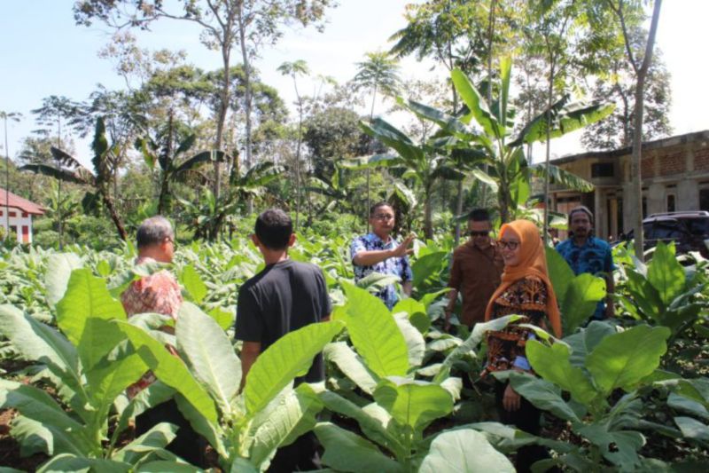 Pemkab Kuningan daftarkan varietas tembakau lokal ke Kementan