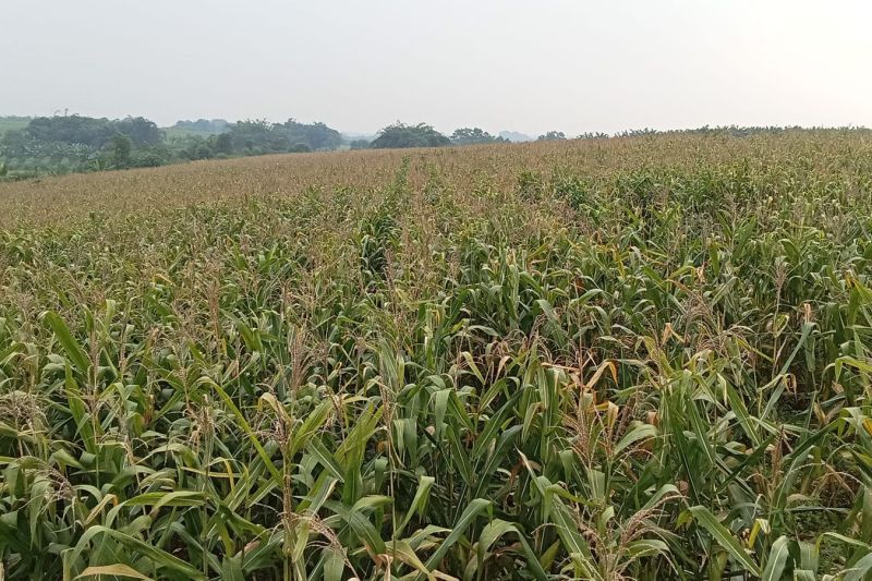 Petani jagung Lebak lakukan penyiraman menggunakan drone