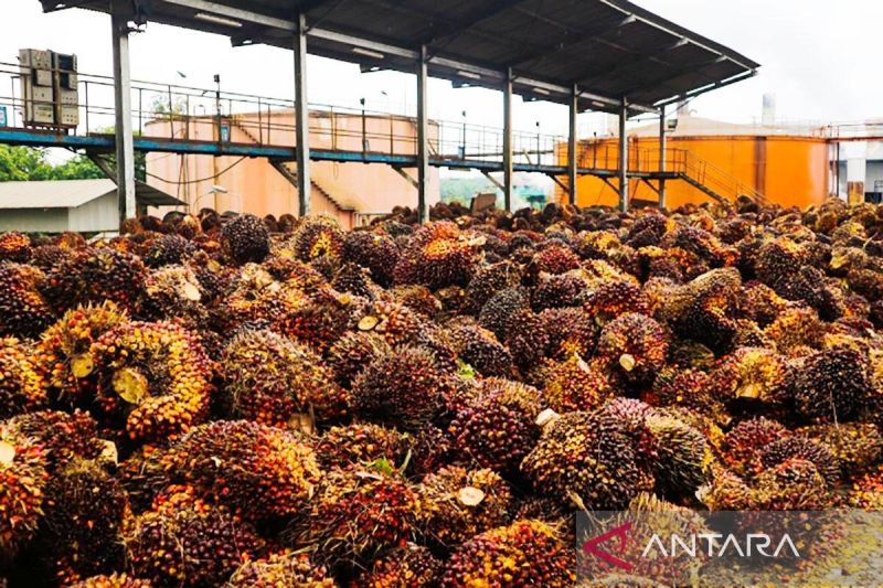 Pekebun tangguh untuk hadapi perubahan iklim