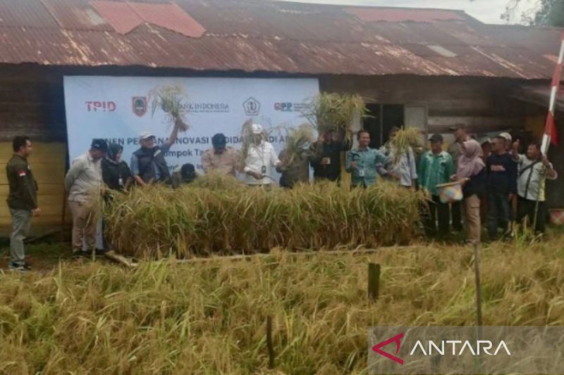 DPKP Kalsel bersama BI panen padi apung sebanyak 7,9 ton 