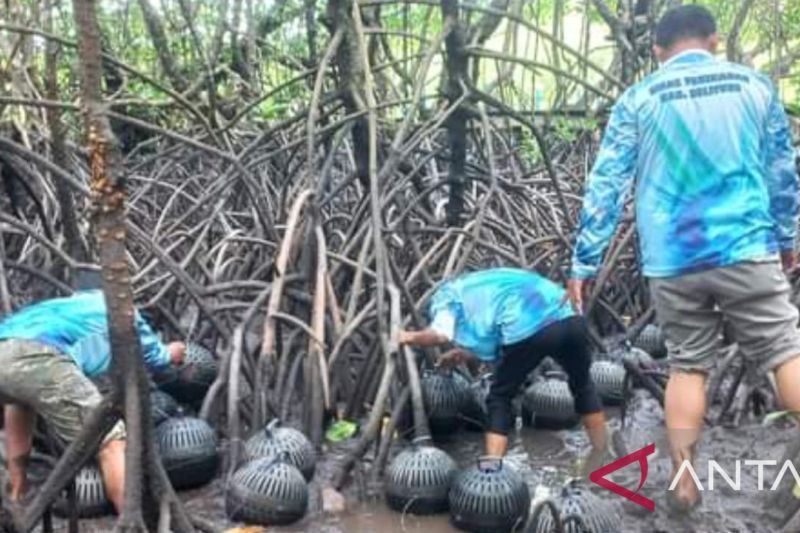 Dinas Perikanan Belitung latih masyarakat budi daya kepiting  bakau