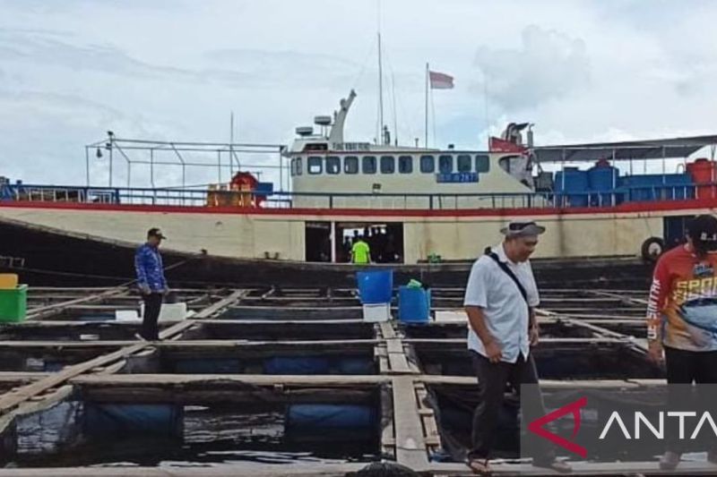 Penambang timah di Belitung beralih profesi budi daya kerapu 