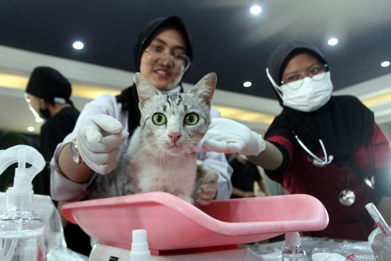 8 kucing ras yang populer dipelihara