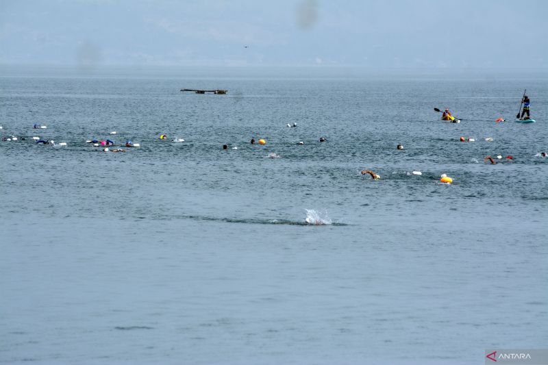 Lomba renang lintas Teluk Palu