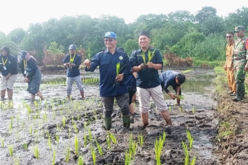 KKN kolaborasi UNIB-UGM tingkatkan potensi pertanian pulau terluar