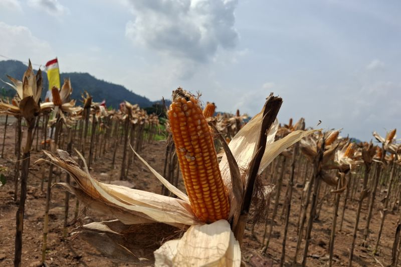 Bulog Lampung menargetkan serap panen jagung petani 5.000 ton