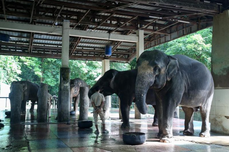 Kebun Binatang Yangon rayakan Hari Gajah Sedunia