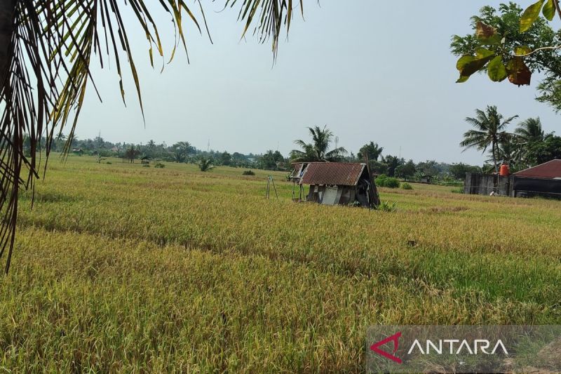 Dinas Pertanian Bengkulu usulkan buka 1.800 hektare lahan sawah baru 