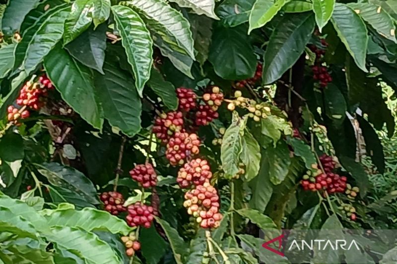 Semerbak wangi kopi Temanggung kala harganya melambung