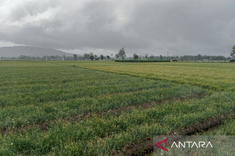 DKPP sebut kemarau tidak berdampak pada lahan pertanian di Bantul