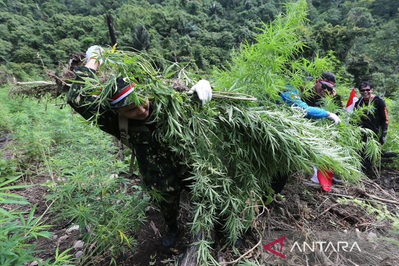 BNN musnahkan 10,000 batang ganja di Aceh