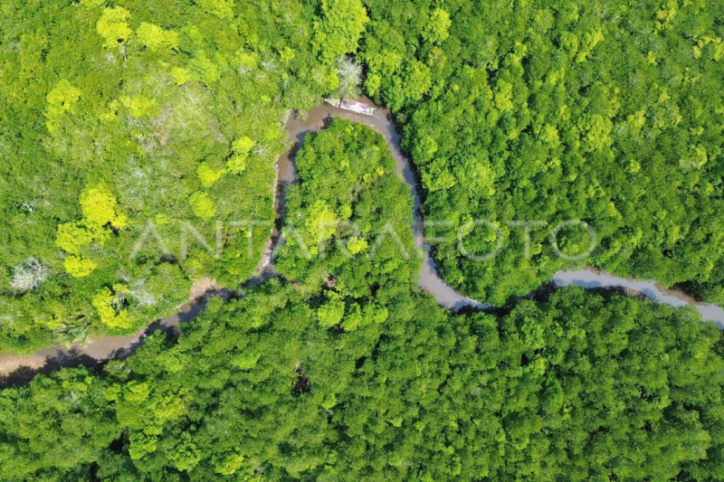 Jelajah hutan mangrove Teluk Buo