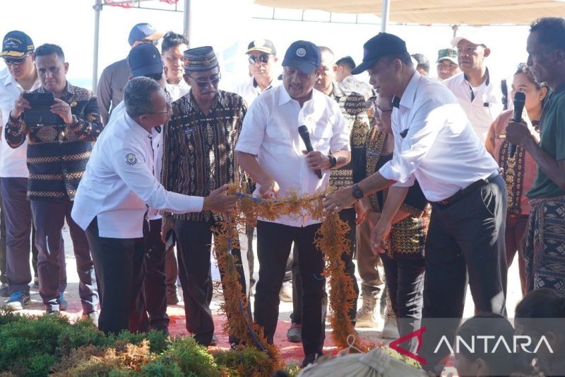 KKP sediakan bibit dukung pengembangan rumput laut di NTT