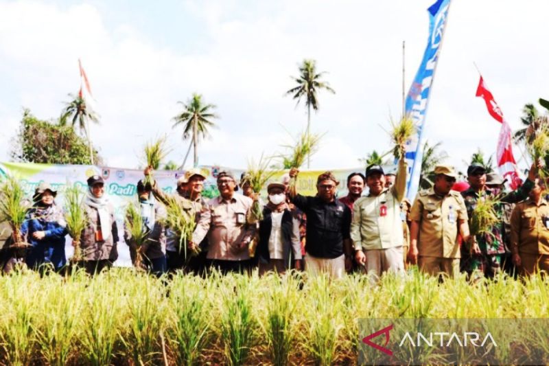 Kalsel panen 5,3 ton padi apung di Kabupaten Banjar 